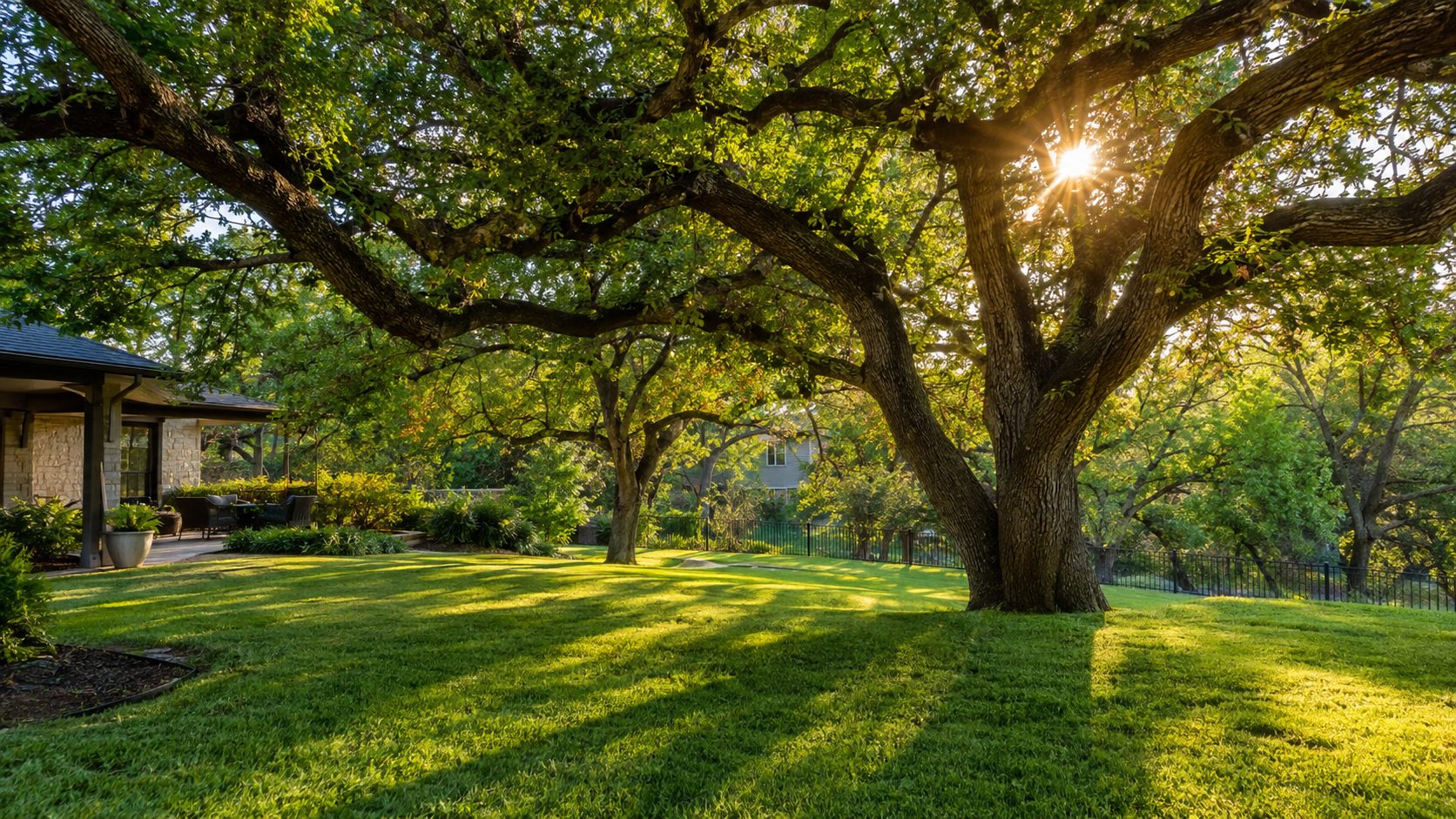 Large green live oak trees over a freshly mowed lawn in an Austin backyard