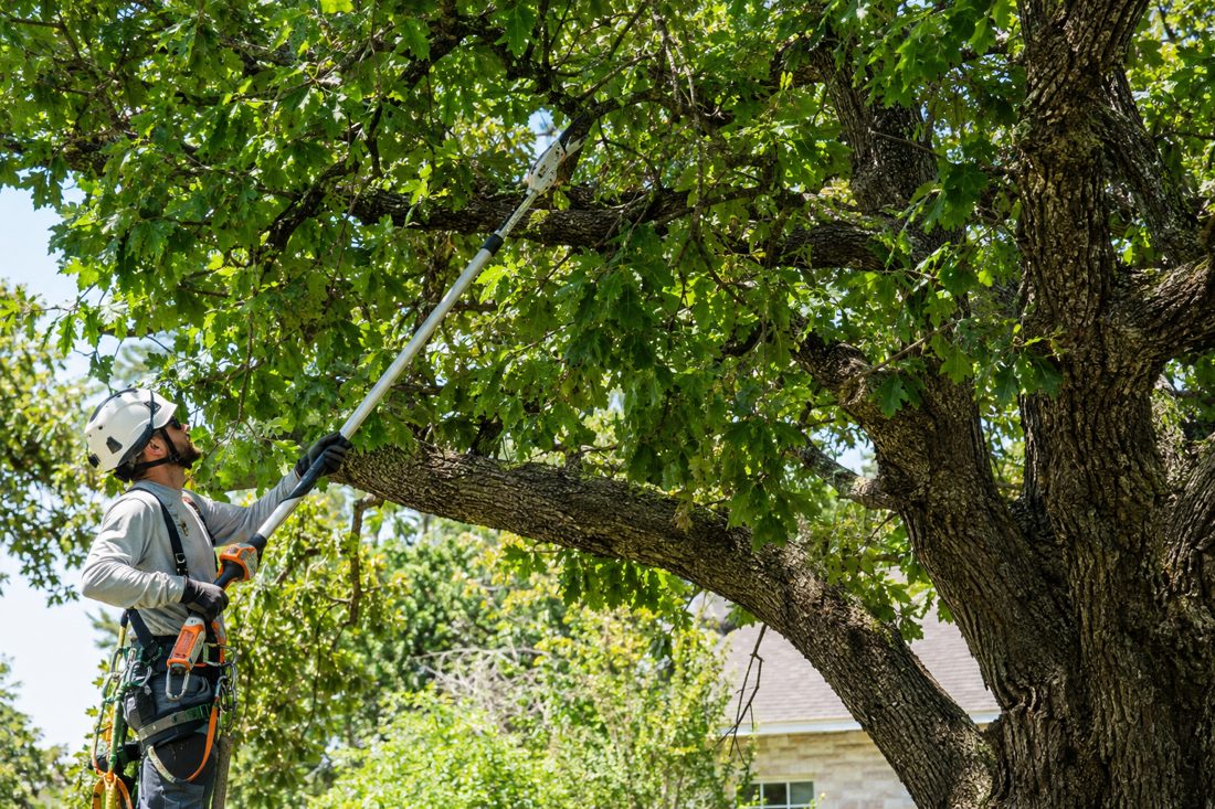 Arborist trimming branches of a large green oak tree